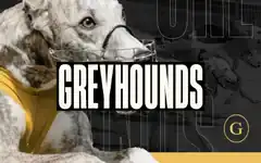 Dog 6 virtual greyhound race by GOLDENRACE at Dash Bet